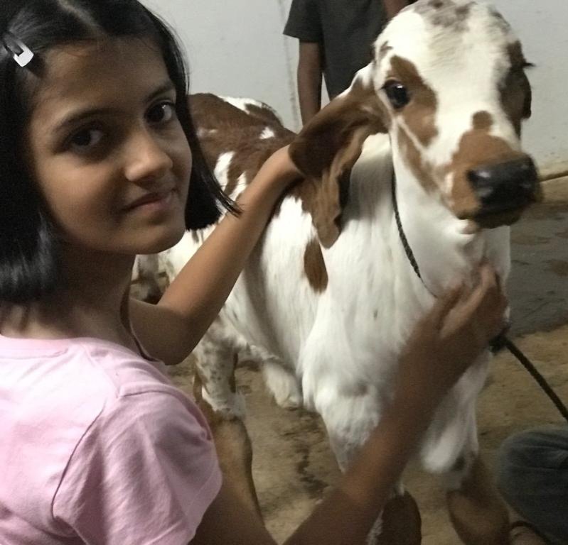 Cherishing every moment with my little Shambhu 🐮